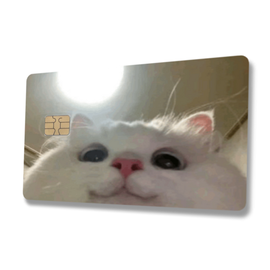 Peek A Boo Cat