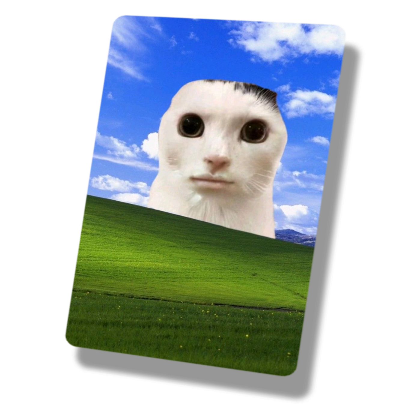 Derpy Cats