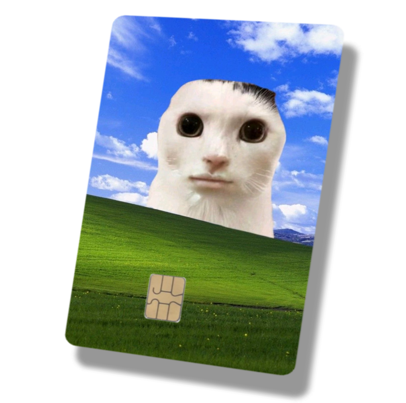 Derpy Cats