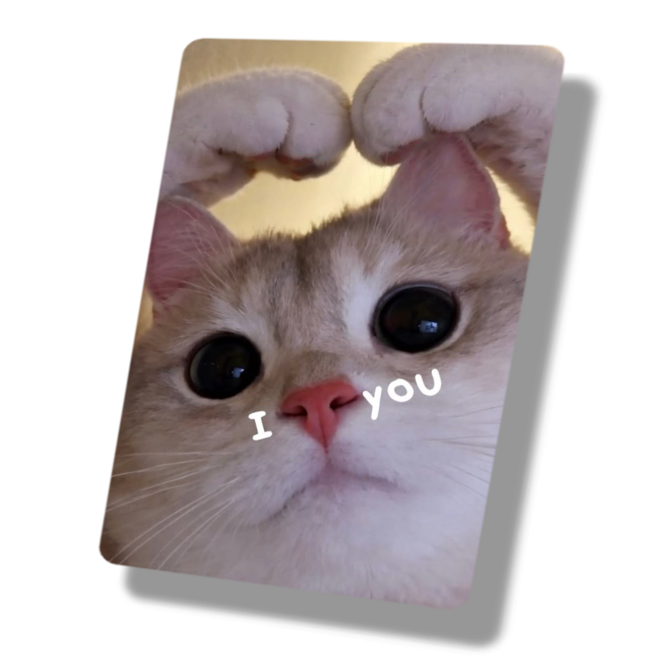 I Love You Heart Nose Cat